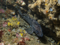 Sebastes oculatus