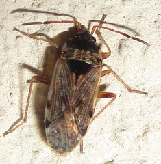 Elasmolomus transversus