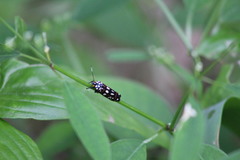 Cydosia curvinella