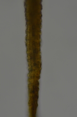 Distichium