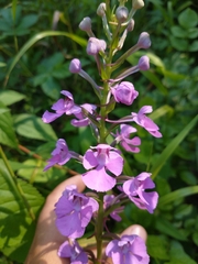 Platanthera peramoena