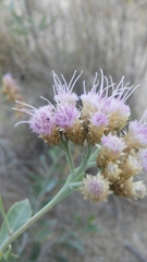 Tessaria absinthioides