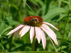 Melissodes denticulatus