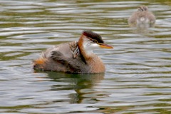 Rollandia microptera