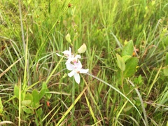 Calopogon pallidus