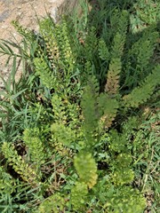 Lepidium austrinum