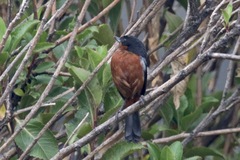 Diglossa brunneiventris