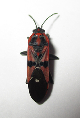 Spilostethus macilentus