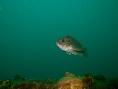 Sebastes oculatus