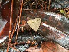 Argyrostrotis flavistriaria