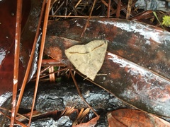 Argyrostrotis flavistriaria