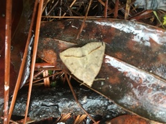 Argyrostrotis flavistriaria