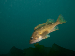 Sebastes oculatus