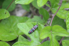 Cydosia curvinella