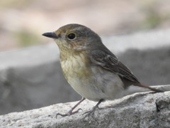 Ficedula