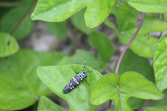 Cydosia curvinella