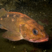 Patagonian Redfish - Photo (c) sebu, some rights reserved (CC BY-NC)