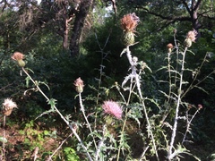Cirsium engelmannii