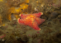 Asteroidea