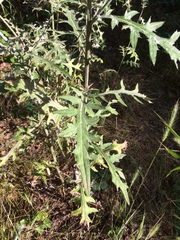 Cirsium engelmannii