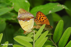 Argynnis laodice