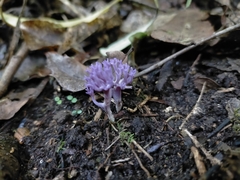 Ramariopsis pulchella