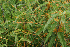 Cuscuta glomerata