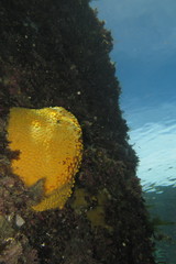 Cliona