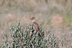Cisticola textrix