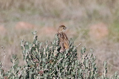 Cisticola textrix