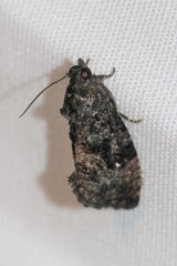 Gymnandrosoma punctidiscanum