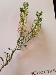 Lepidium austrinum