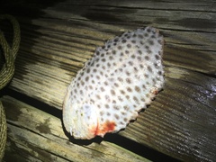 Trinectes maculatus