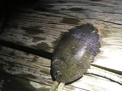 Trinectes maculatus