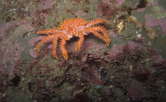 Lithodes santolla