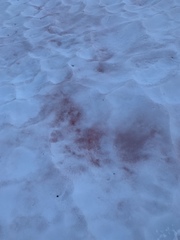 Chlamydomonas nivalis