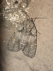 Acronicta ovata