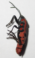 Spilostethus macilentus