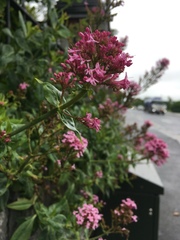Centranthus ruber