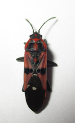 Spilostethus macilentus