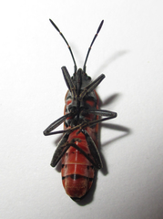 Spilostethus macilentus