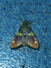 Rehimena