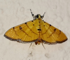 Phaedropsis alitemeralis