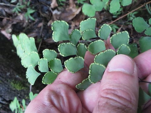 Fan maidenhair (Adiantum tenerum)
