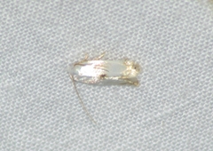 Pseudopostega quadristrigella