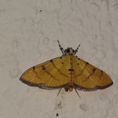 Phaedropsis alitemeralis