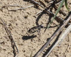 Cicindela formosa