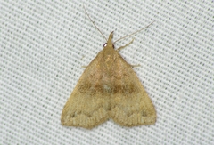 Phalaenostola eumelusalis