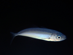 Selar crumenophthalmus