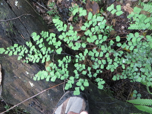 (linked from Adiantum tenerum) Adiantum image
